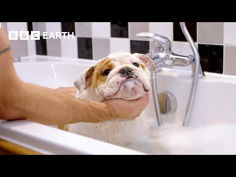 Overweight English Bulldog Tries To Keep Fit | Wonderful World of Puppies | BBC Earth