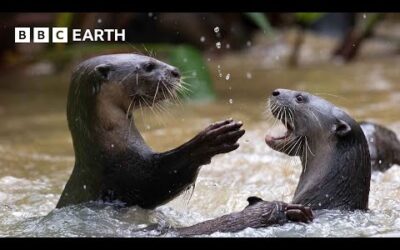 Cheeky Crows Prank Baby Otters | The Making of Mammals | BBC Earth