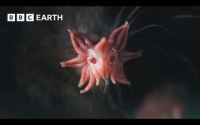 The Weird and Wonderful Star-Nosed Mole | Mammals | BBC Earth