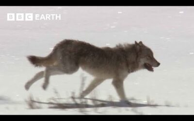 Lone Wolf Risks His Life For Love | Yellowstone | BBC Earth