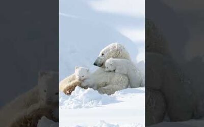 Did you know that polar bear cubs are only about 30cm long when they’re born? 🐻‍❄️ #Shorts