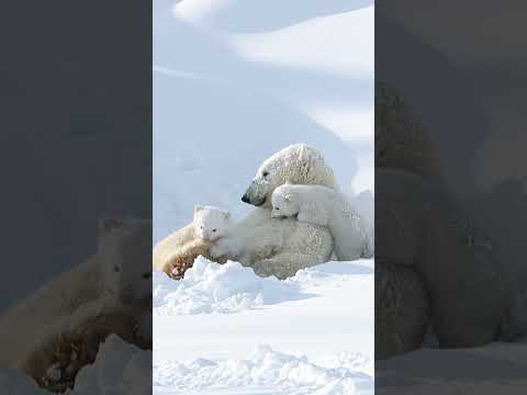 Did you know that polar bear cubs are only about 30cm long when they’re born? 🐻‍❄️ #Shorts