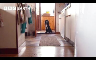 Nervous Adolescent Dog Adjusts To New Home | Wonderful World of Puppies | BBC Earth