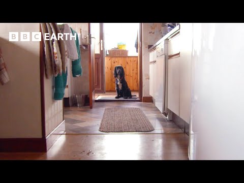 Nervous Adolescent Dog Adjusts To New Home | Wonderful World of Puppies | BBC Earth