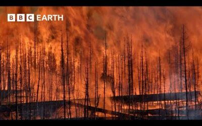 Forest Regenerates After Devastating Fires | Yellowstone | BBC Earth