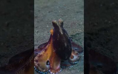 Octopus On the Hunt | Secrets of the Octopus