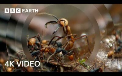 Army Ants Rampage Through The Forest | 4K UHD | The Hunt | BBC Earth