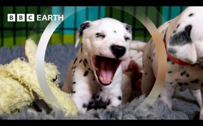 Dalmatian Pups Get First Taste of Outside World | Wonderful World of Puppies | BBC Earth