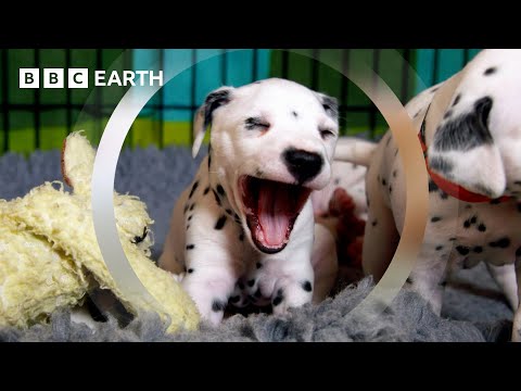 Dalmatian Pups Get First Taste of Outside World | Wonderful World of Puppies | BBC Earth