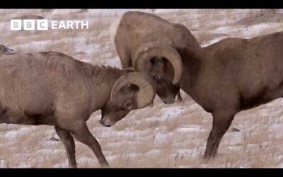 Bighorn Sheep Battle For Mating Rights | Yellowstone | BBC Earth