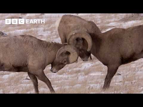 Bighorn Sheep Battle For Mating Rights | Yellowstone | BBC Earth