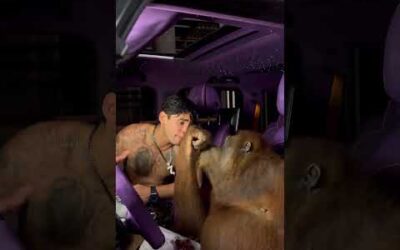 Ryan Garcia chilling with an ORANGUTAN 😂