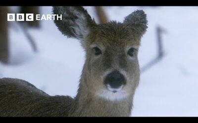 How Do Animals Survive Freezing Winters? | How Nature Works | BBC Earth