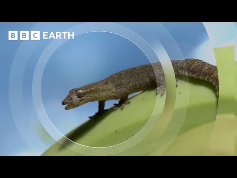 These Female Lizards Lay Eggs Without Mating | South Pacific | BBC Earth