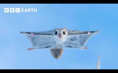 Baby Flying Squirrel Takes Flight for the First Time | Mammals | BBC Earth