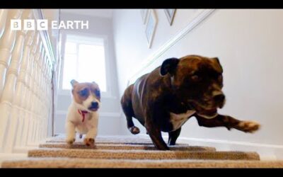 Abandoned Puppy Gets Foster Brother | Wonderful World of Puppies | BBC Earth