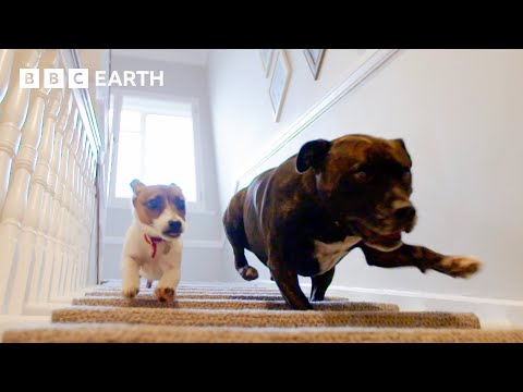 Abandoned Puppy Gets Foster Brother | Wonderful World of Puppies | BBC Earth