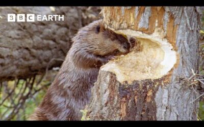 Busy Beavers Build Dam Ahead of Winter | Yellowstone | BBC Earth