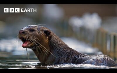 Amazing Otter Moments | BBC Earth