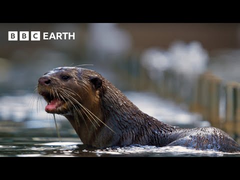 Amazing Otter Moments | BBC Earth