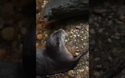 Did you know that river otters can hold their breath for up to eight minutes? #WorldOtterDay #Shorts