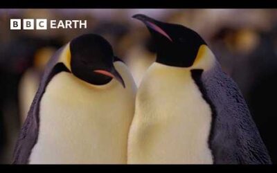 Best Penguin Moments | BBC Earth