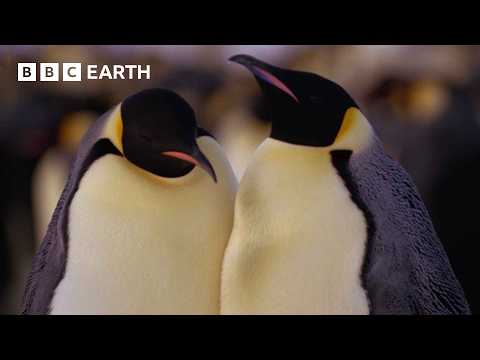 Best Penguin Moments | BBC Earth