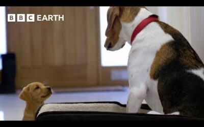 Labrador Puppy Befriends 2-Year-Old Rescue Dog | Wonderful World of Puppies | BBC Earth