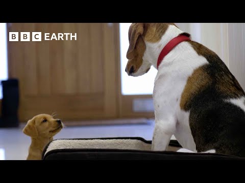 Labrador Puppy Befriends 2-Year-Old Rescue Dog | Wonderful World of Puppies | BBC Earth