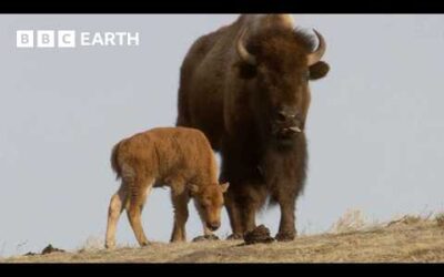 Baby Animals of Yellowstone | Yellowstone | BBC Earth