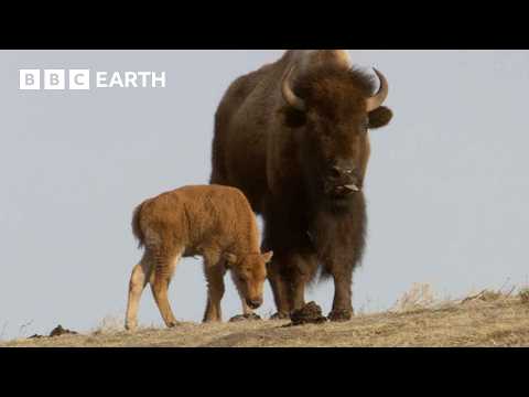 Baby Animals of Yellowstone | Yellowstone | BBC Earth