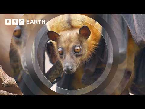 Living Up A Tree To Film Bats | The Making of Mammals | BBC Earth