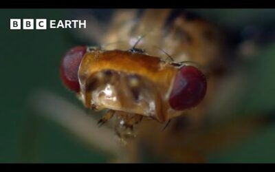 The Insects of Hawaii | South Pacific | BBC Earth