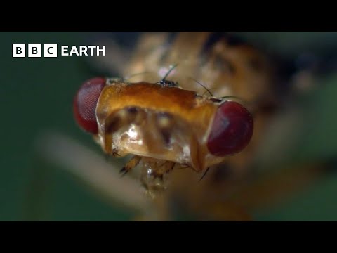 The Insects of Hawaii | South Pacific | BBC Earth