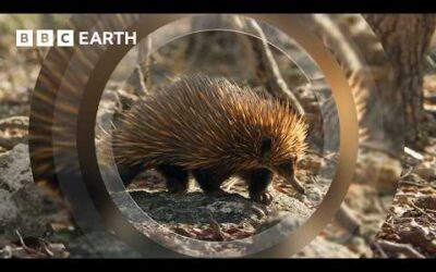 A Close Encounter with Endearing Echidnas | The Making of Mammals | BBC Earth