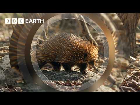 A Close Encounter with Endearing Echidnas | The Making of Mammals | BBC Earth