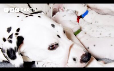 A Dalmatian Mum’s Work is Never Done | Wonderful World of Puppies | BBC Earth