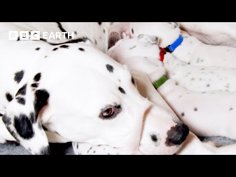 A Dalmatian Mum’s Work is Never Done | Wonderful World of Puppies | BBC Earth