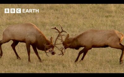 Rival Male Elk Rut for Supremacy | Yellowstone | BBC Earth