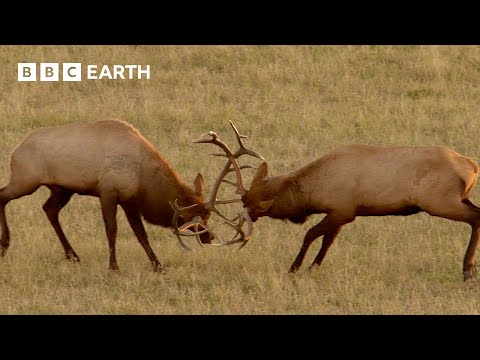 Rival Male Elk Rut for Supremacy | Yellowstone | BBC Earth