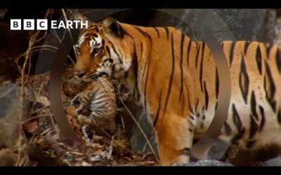 Motherhood in the Animal Kingdom | BBC Earth