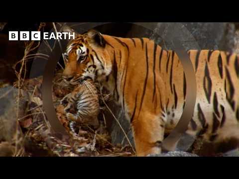 Motherhood in the Animal Kingdom | BBC Earth