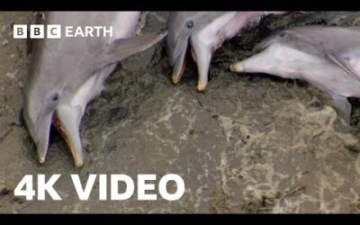 Smart Dolphins Beach their Prey | 4K UHD | The Hunt | BBC Earth