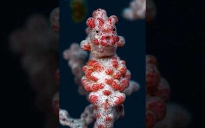 Meet a master of camouflage: the pygmy seahorse #Shorts #WorldOceanWeek #Ocean