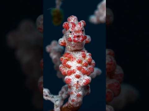 Meet a master of camouflage: the pygmy seahorse #Shorts #WorldOceanWeek #Ocean