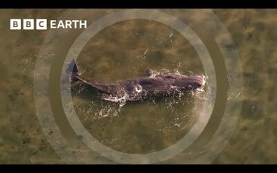 Can This Rescue Boat Save a Dying Sperm Whale? | South Pacific | BBC Earth