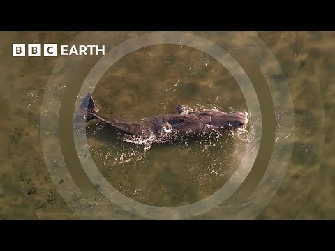 Can This Rescue Boat Save a Dying Sperm Whale? | South Pacific | BBC Earth
