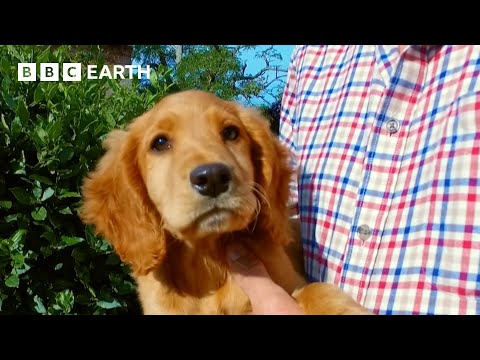Inquisitive Puppy Learns About Farm Life | Wonderful World of Puppies | BBC Earth