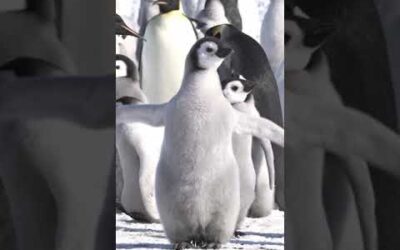 This penguin just wants to fly 🥹 #Penguin #Shorts #CuteAnimals