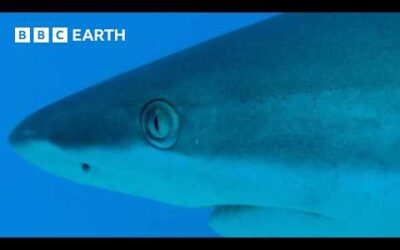 Reef Shark Feeding Frenzy | South Pacific | BBC Earth